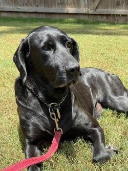 GRACELYNN -  Labrador Retriever and Hound Dog for Adoption in Alpharetta, Georgia - GRACELYNN | PetCurious