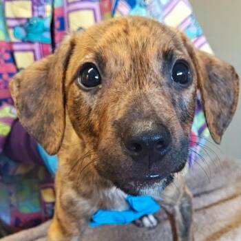 Rowdy -  Catahoula Leopard Dog and Mixed Breed Dog for Adoption in Chicago, Illinois - Rowdy | PetCurious