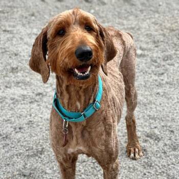 Jill -  Golden Retriever and Standard Poodle Dog for Adoption in St. Peters, Missouri - Jill | PetCurious