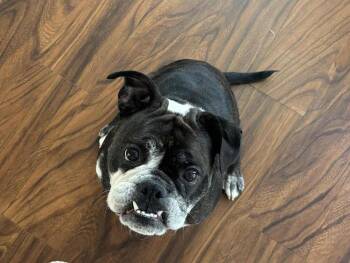 Rescue English Bulldog Dogs for Adoption in New Albany, Ohio - Ari | PetCurious