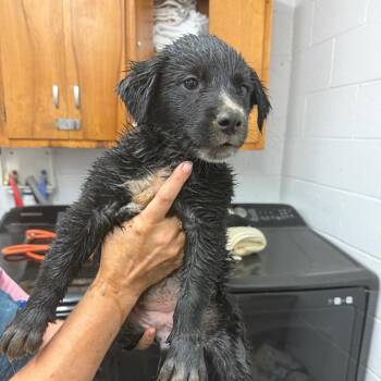 Diamond -  Australian Cattle Dog Blue Heeler Dog for Adoption in Evensville, Tennessee - Diamond | PetCurious