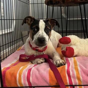 Minnie -  Mixed Breed Dog for Adoption in Pelham, New Hampshire - Minnie | PetCurious