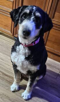 Bella -  Bernedoodle Dog for Adoption in Martinsville, Indiana - Bella | PetCurious