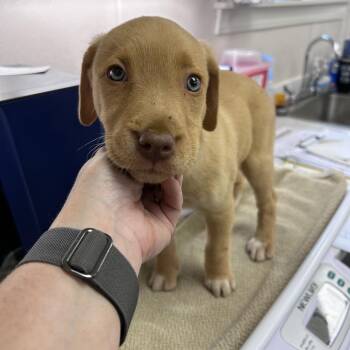 Sandra Dee -  Yellow Labrador Retriever Dog for Adoption in Morganton, North Carolina - Sandra Dee | PetCurious