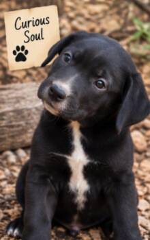 Grits -  Mountain Cur and Black Labrador Retriever Dog for Adoption in Batesville, Arkansas - Grits | PetCurious