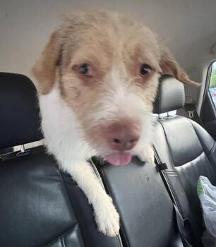 Terrier and Pit Bull Terrier Dogs Available for Adoption - Casper | PetCurious