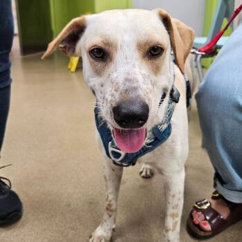 Labrador Retriever and Mixed Breed Dogs Available for Adoption in Corpus Christi, Texas - Prancer | PetCurious