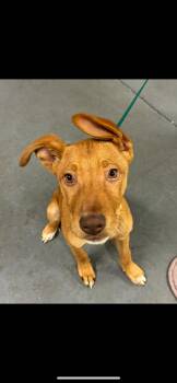 Rescue Pit Bull Terrier Dogs for Adoption in King George, Virginia - Chucky | PetCurious