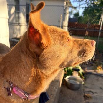 Phoebe -  Cattle Dog and Labrador Retriever Dog for Adoption in Minneapolis, Minnesota - Phoebe | PetCurious