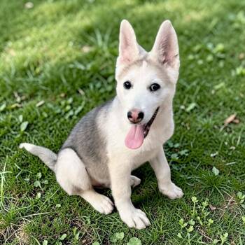 White German Shepherd and German Shepherd Dog Dogs Available for Adoption - Wolfie | PetCurious