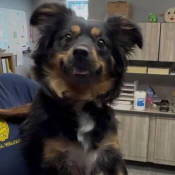 Australian Shepherd Dogs Available for Adoption in Tulsa, Oklahoma - Senorita | PetCurious