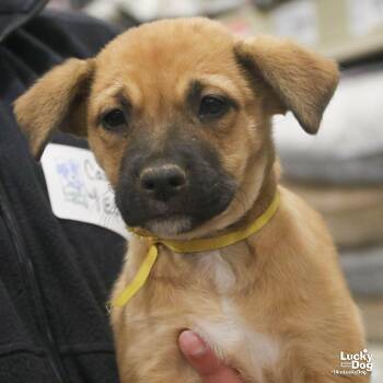 Labrador Retriever Dogs Available for Adoption - Elaia | PetCurious