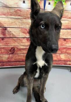 AC-5384 "Raven" -  Shepherd and Husky Dog for Adoption in Conyers, Georgia - AC-5384 "Raven" | PetCurious