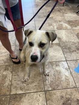 American Bulldog and Mixed Breed Dogs Available for Adoption in Seneca, South Carolina - Buddy $85 Fostered | PetCurious