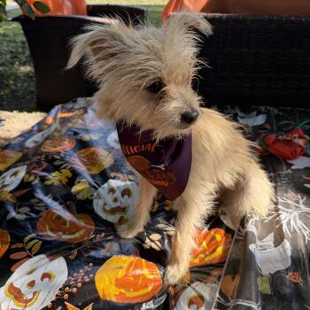 Quintin -  Norfolk Terrier Dog for Adoption in Louise, Texas - Quintin | PetCurious