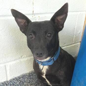 Mixed Breed Dogs Available for Adoption - Scrabby | PetCurious