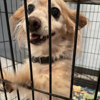 Chihuahua Dogs Available for Adoption in Port Charlotte, Florida - 0540-D26 | PetCurious