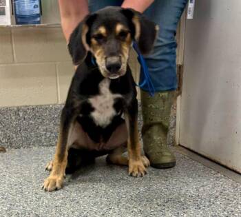 Bentley -  Treeing Walker Coonhound and Great Pyrenees Dog for Adoption in Burgaw, North Carolina - Bentley | PetCurious