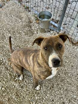 Rescue German Shepherd Dog and Border Collie Dogs for Adoption in Bolivar, Missouri - Elsa | PetCurious