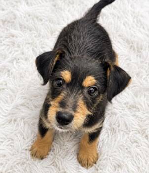 Rusty Snuggles -  Terrier and Mixed Breed Dog for Adoption in Saugus, Massachusetts - Rusty Snuggles | PetCurious