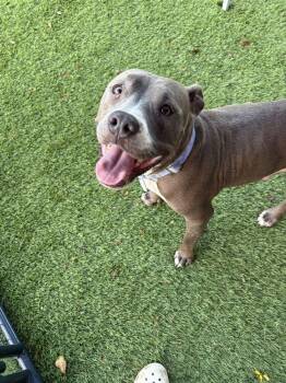 Rosie -  American Bulldog Dog for Adoption in Lakeland, Florida - Rosie | PetCurious