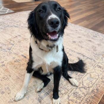 Retriever and Great Pyrenees Dogs Available for Adoption - Boone | PetCurious