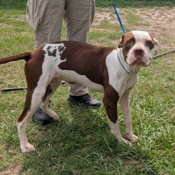 Kewi -  Boxer and Mixed Breed Dog for Adoption in Wadena, Minnesota - Kewi | PetCurious