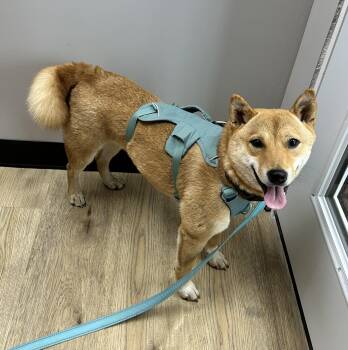 Haven -  Shiba Inu Dog for Adoption in Chicago, Illinois - Haven | PetCurious