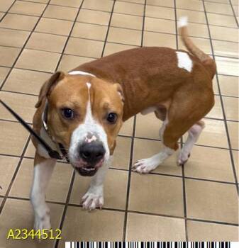 BRUCIE -  Mixed Breed Dog for Adoption in West Palm Beach, Florida - BRUCIE | PetCurious