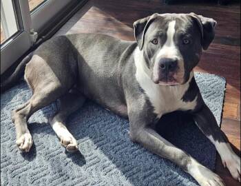 Pit Bull Terrier Dogs Available for Adoption - Rosie | PetCurious