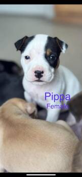 Mixed Breed Dogs Available for Adoption in Harrodsburg, Kentucky - Pippa | PetCurious