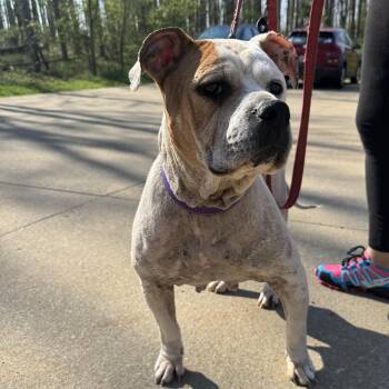 Terrier Dogs Available for Adoption in Ontario, Ohio - Nola | PetCurious