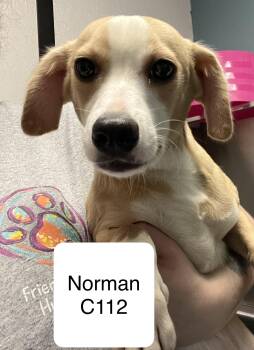 Norman C112 -  Terrier and Corgi Dog for Adoption in Morganton, North Carolina - Norman C112 | PetCurious