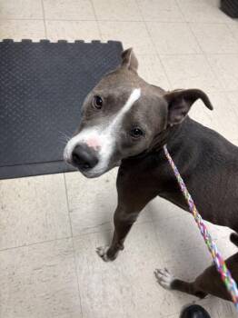 Rescue Pit Bull Terrier Dogs for Adoption in Stockton, California - PUPPY | PetCurious