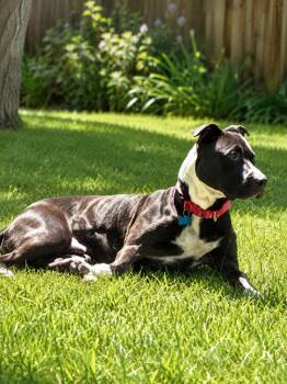 Steve -  American Staffordshire Terrier Dog for Adoption in Springfield, Missouri - Steve | PetCurious