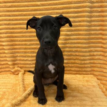 Mariah Carey -  Labrador Retriever and Mixed Breed Dog for Adoption in Kanab, Utah - Mariah Carey | PetCurious