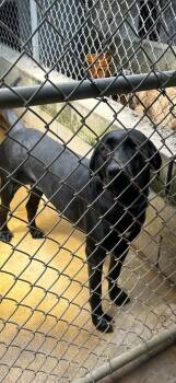 Sarah -  Labrador Retriever Dog for Adoption in Lakeland, Florida - Sarah | PetCurious