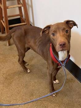 Bogart -  Pit Bull Terrier Dog for Adoption in Cleveland, Ohio - Bogart | PetCurious