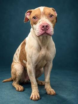 TANJIRO -  Mixed Breed Dog for Adoption in Jacksonville, Florida - TANJIRO | PetCurious