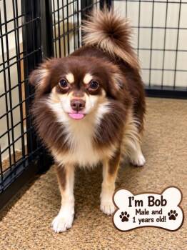 Bob -  Pomeranian and Chihuahua Dog for Adoption in Cedarburg, Wisconsin - Bob | PetCurious