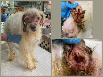 Harmony (NOT YET AVAILABLE) -  Maltese and Poodle Dog for Adoption in Benton, Louisiana - Harmony (NOT YET AVAILABLE) | PetCurious