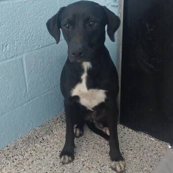 Labrador Retriever and Pointer Dogs Available for Adoption in Hattiesburg, Mississippi - Sally | PetCurious
