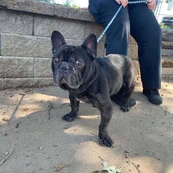 Bugsy D11922 -  French Bulldog Dog for Adoption - Bugsy D11922 | PetCurious