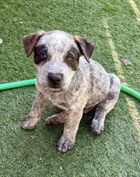 Machado -  Australian Cattle Dog Blue Heeler Dog for Adoption in El Cajon, California - Machado | PetCurious