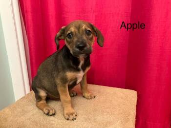 Blair pup4 (Apple) -  Mixed Breed Dog for Adoption in Muskegon, Michigan - Blair Pup4 (Apple) | PetCurious