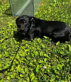 Shadow -  Chihuahua Dog Available for Adoption in Knoxville, Tennessee - Shadow | PetCurious