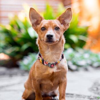 Chihuahua and Mixed Breed Dogs Available for Adoption in Durham, North Carolina - Strawberry | PetCurious