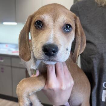 Spark -  Hound Dog for Adoption in Chesapeake, Virginia - Spark | PetCurious