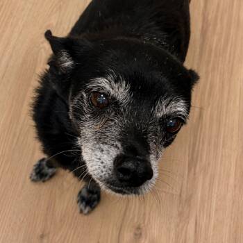 Jack -  Chihuahua and Mixed Breed Dog for Adoption in Bradenton, Florida - Jack | PetCurious