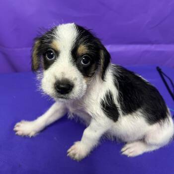 Acorn -  Terrier and Mixed Breed Dog for Adoption in North Myrtle Beach, South Carolina - Acorn | PetCurious